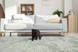 Cute black cat on carpet near sofa in living room