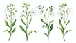 Shepherds purse flowers or inflorescences isolated on