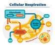Diagram of cellular respiration. Infographic with metabolic reaction of converting nutrient energy into ATP. Glycolysis and Krebs cycle. Cartoon flat vector illustration isolated on white background