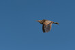 American Bittern flying in the sky at Ellis Creek Water Recycling Facility 