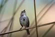 © Keetch Photography - Song Sparrow sings from a perch near the pond at Ellis Creek Water Recycling Facility