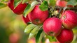 Vibrant red apples dangle enticingly from the branches of the apple tree