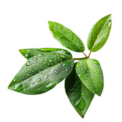 Wall Mural - A fresh concept captured in a selective focus shot of a dew drop resting delicately on vibrant green leaves against a clear background isolated on transparent background