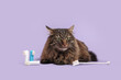 Cute fluffy cat with toothbrushes lying on lilac background