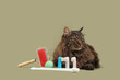 Cute fluffy cat with toothbrushes and toy lying on green background