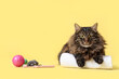 Cute fluffy cat with towel, toothbrush and toys on yellow background