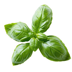 Sticker - Close up shot of vibrant fresh basil leaves isolated against a transparent background