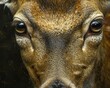 A close up of a deer's face