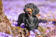A curious dog, dachshund puppy, walks through forest, park on spring day, stands in clearing of lilac crocus flowers, looks carefully at a tree trunk Spring dangers for pets, allergies, insects, ticks
