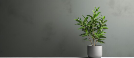 Wall Mural - Houseplant in flowerpot on table against gray wall