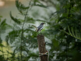 Fototapeta  - Photo of magpie standing on a tree stump in the background of green trees.