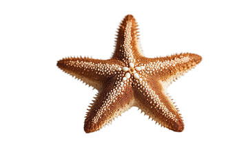 starfish isolated background white caribbean star tropical holiday marine life mollusc summer decoration natural red diving creature bumpy symbol orange reef underwater pacific macro icon object
