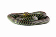 Flying snake or gliding snake isolated on white, Chrysopelea	