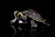 Close-up of a Clown turtle isolated on black, (odocnemis unifilis)	
