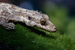 Flying gecko lizard on grass, aggressive reptile that likes to bite, gecko family