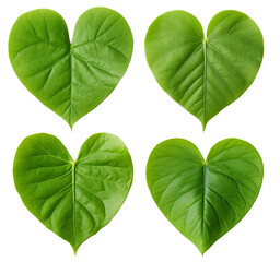 Green leaf isolated on white background, heart green