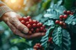 Hand Holding Ripe Coffee Cherries. Farmer's hand gently cradles a cluster of ripe, red coffee cherries in a lush green plantation.