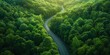 Birds-eye view of green forest below, separated by winding asphalt road. Luxurious aesthetic background. Generative AI