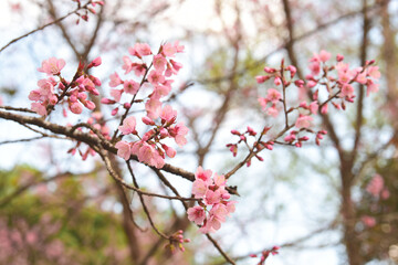 Wall Mural - Phaya suae flower or sakura flower in Thailand
