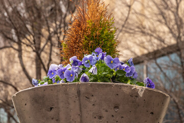 Wall Mural - flowers begin to bloom after a cold winter