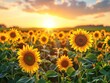 Sunflower Symphony - Harmony - Sunset Glow - A field of sunflowers turning their faces towards the setting sun