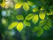 Sunlit Leaves - Radiance - Morning Glow - Sunlight filtering through leaves, illuminating their vibrant green colors