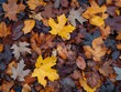 Textured Forest Floor - Earthiness - Fallen Leaves - Close-up of textured forest floor covered in a carpet of fallen leaves