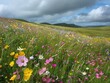 Wildflower Wonderland - Freedom - Meadow Bliss - A vast meadow carpeted with a riot of wildflowers swaying in the breeze