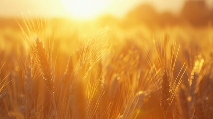 Wall Mural - Rural Summer Scene Golden Wheat Field Bathed in Sunlight at Sunset
