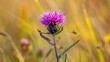 Brown knapweed a purple wildflower found in meadows