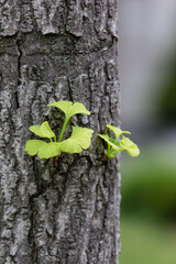 Green young ginkgo leaves growing on tree trunks. Ginkgo biloba