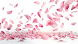 pink rose petals fly in the air on white background