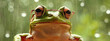 wet happy frog with sunglasses rain