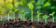 © Natalia - Sprouting seedlings line up in a dance of growth on fertile soil under soft sunlight.