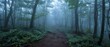 Eerie Long Exposure of Aokigahara Forest for National Paranormal Day: Fog-Enshrouded Trees and Surreal Atmosphere