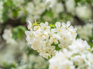 Wall Mural - White blossoming apple trees in the sunset light. Spring season, spring colors.