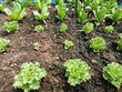 Green Oak Lettuce and Cos or Romaine Lettuce on dirt in the vegetable garden plot, Planting salad vegetables, Eco farming in Thailand	