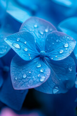 Wall Mural - hydrangea flower close up