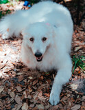 Fototapeta  - white dog in the park 