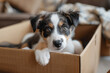 The dog looks out of the box, funny puppy moving