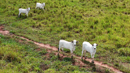 Poster - field pasture area with white cows grazing