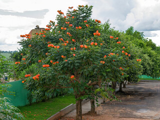 Poster - African Tulip Tree Flowers