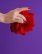 Red manicured nails . Nail care . Beauty delicate hands with manicure holding red flower close up. Beautiful nails and flower close-up, great idea for the advertising of cosmetics.
