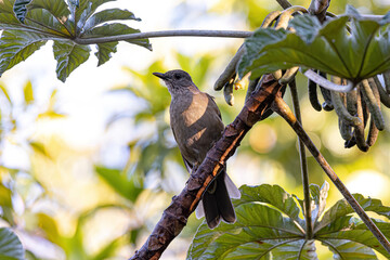 Wall Mural - Animal Pale breasted Thrush Bird