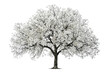 © Yasir - Tree With White Leaves Drawing