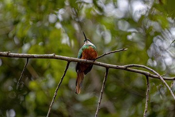 Wall Mural - Animal Rufous-tailed Jacamar Bird