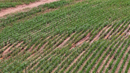 Canvas Print - field sugar cane cultivation