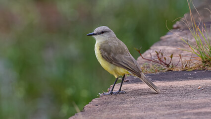 Poster - Adult Cattle Tyrant Bird