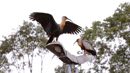 Poster - Buff necked Ibis Animals