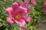 Fototapeta Lawenda - Pink  lily close up on flower bed in summer garden.